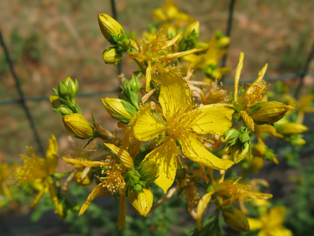 Hypericum perforatum